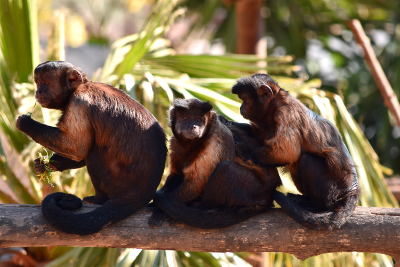 monkeys in Benidorm